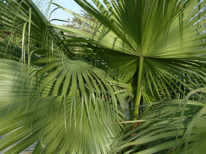 p蒲葵又叫扇叶葵葵树在植物分类学中是棕榈科