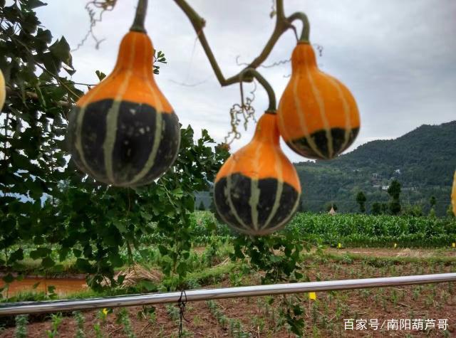 葫芦科植物观赏瓜
