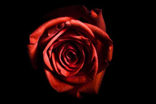 黑暗中的玫瑰