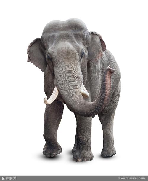 大象灰色大象成年大象陆地动物野生动物大型动物高清图片
