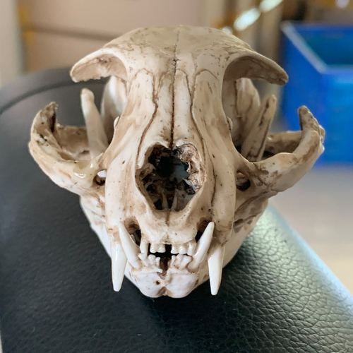 猫头骨模型仿真猫科动物科研把玩造景素描参考厂家直销长10厘米
