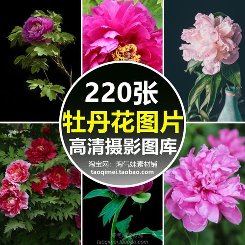 高清jpg牡丹花图片国花开富贵红粉白色花朵花卉植物特写摄影素材