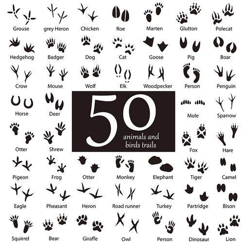50款动物脚印