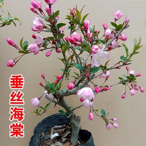 垂丝海棠盆栽矮壮型造型垂丝海棠一物一选耐寒中国十大名花庭院