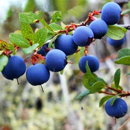 蓝莓种子30粒高丛灌木果实全国可种南方北方家庭园艺种子
