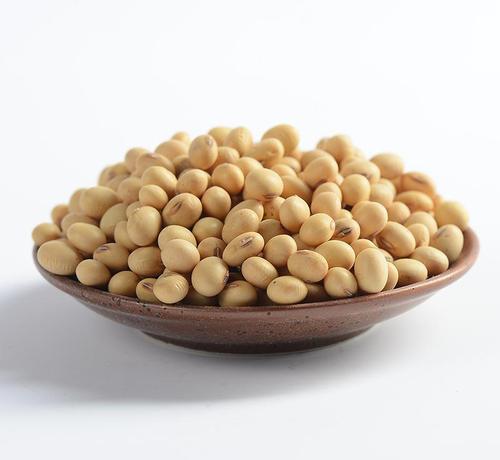 江西食用豆子自家种植大豆非转基因天然食品豆浆专用笨黄豆