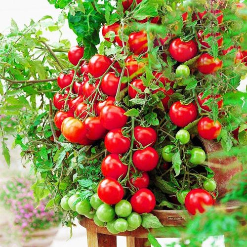 水果绿西红柿植物可小番茄四季种子种易y种花种种活