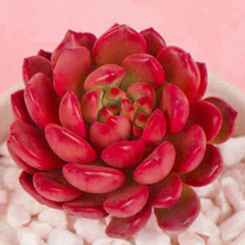 红宝石多肉植物群生多头绿植盆栽组合套装花卉新手好养活