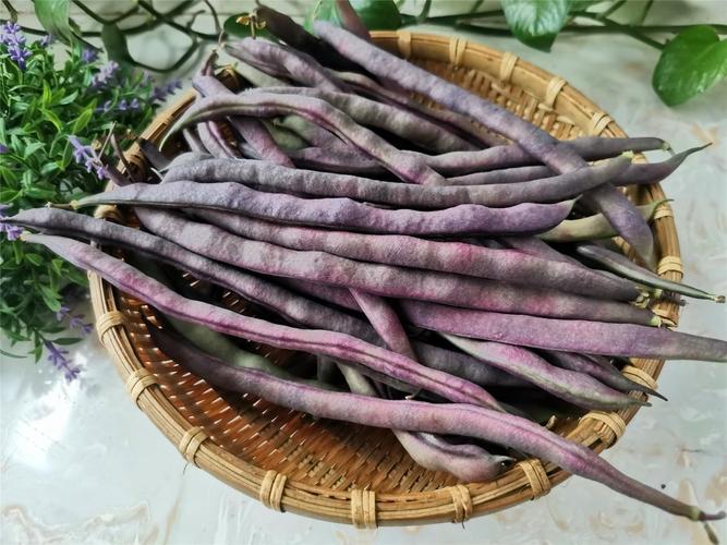 紫袍豆角东北的豆角品种都介绍完了这些东北豆角你吃过几种