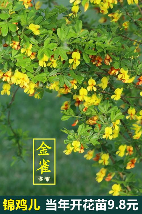 锦鸡儿金雀梅素材金丝雀黄盆栽树苗