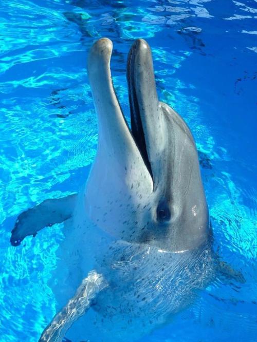 澳洲布里斯班的2个海豚训练鬼仔