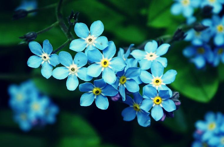 简介一组精美的蓝色勿忘我花朵图片蓝色勿忘我花朵图片标签