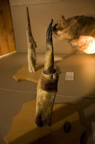 博物馆冰岛的这家博物馆所表现的主题是展现雄性动物生殖器官的多样性
