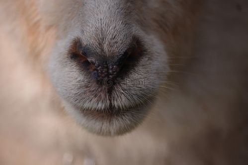 动物羊鼻子