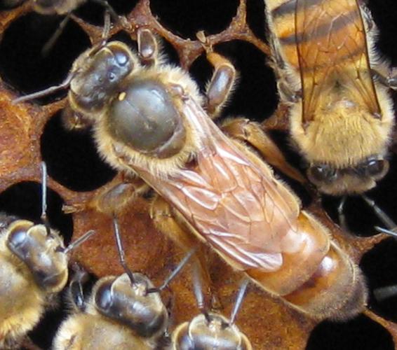 意蜂的蜂王工蜂雄蜂的介绍和图片