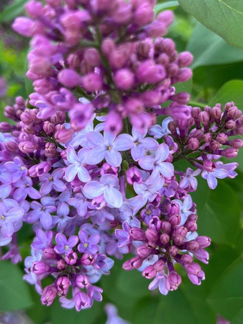 紫丁香的春天