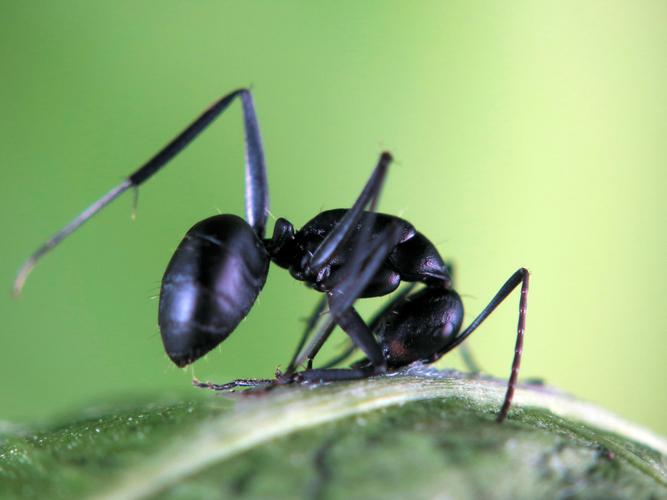 多变形态黑蚂蚁图片昆虫蚂蚁黑蚂蚁