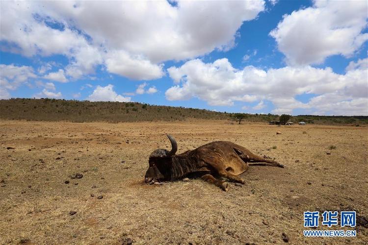 日在肯尼亚穆杰野生动物保护区拍摄的一只被非法放牧者射杀的野牛尸体