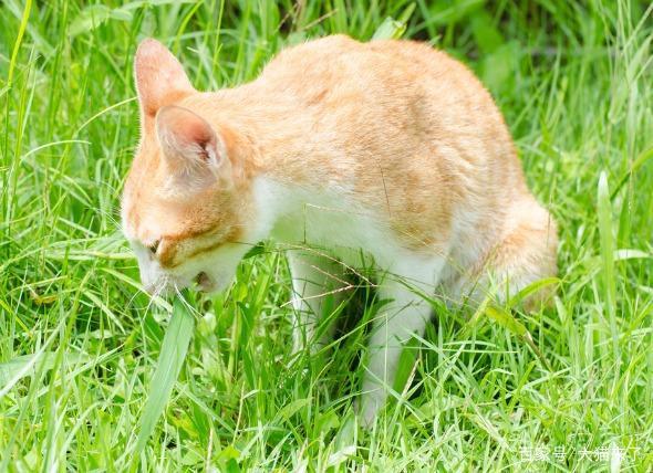猫为什么要吃草科学家研究了1021只猫发现这只是一种本能