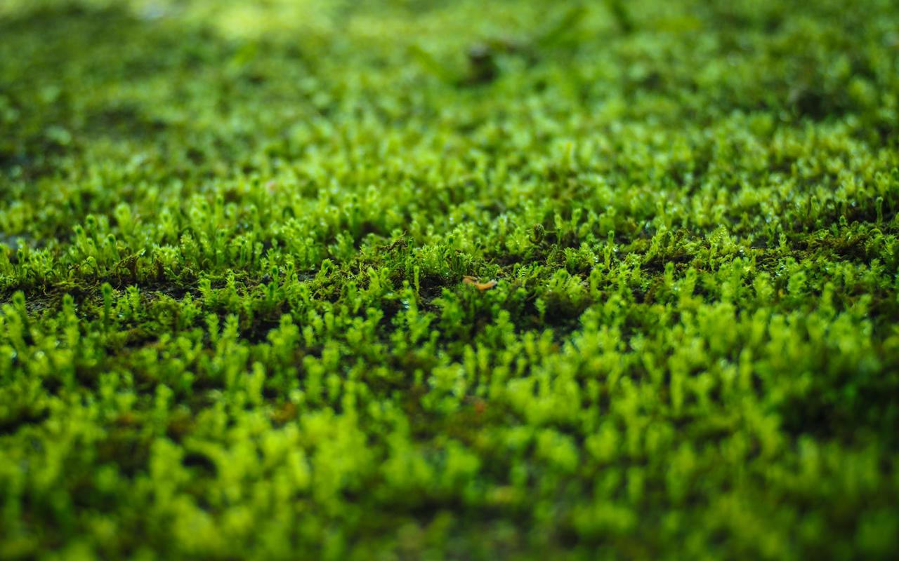 绿色苔藓植物图片高清电脑壁纸