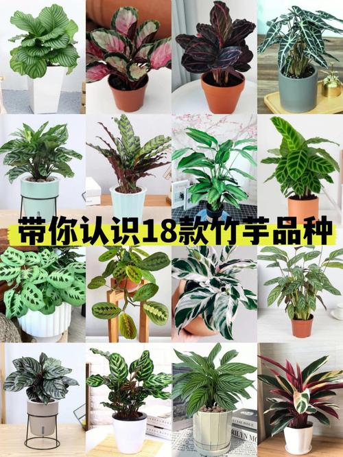 18款高颜值观叶植物品种竹芋