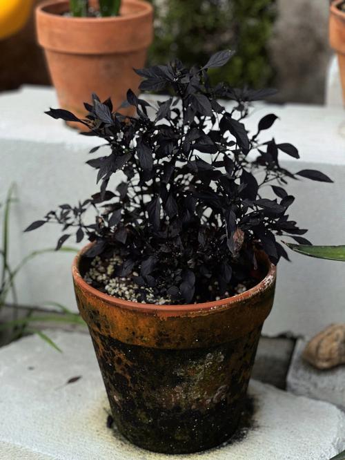 含黑量极高的植物黑珍珠辣椒