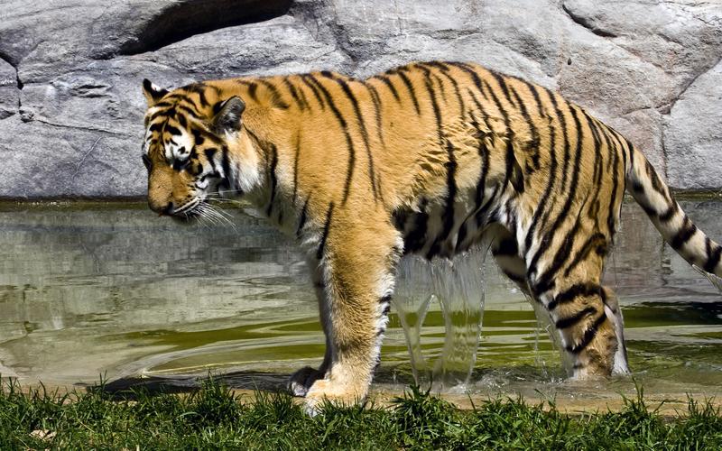 精选凶猛的老虎动物图片大全欣赏分享