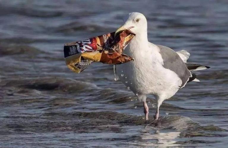 动物把塑料垃圾当做食物
