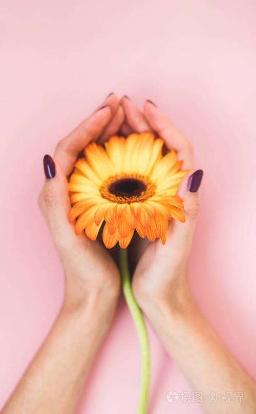 紫色指甲的女性美丽的手拿着粉红色纸背景上的黄色非洲菊花手和指甲