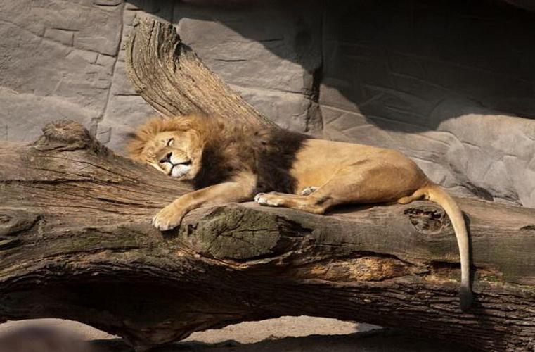 狮子是夜间活动动物它们主要在白天时间睡觉被称为森林之王的