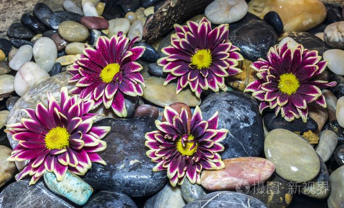 紫菀花在石头上