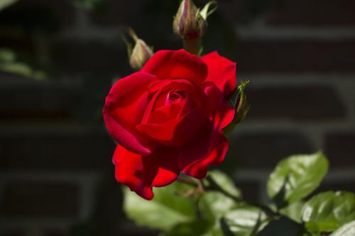 鲜艳的红色玫瑰图片