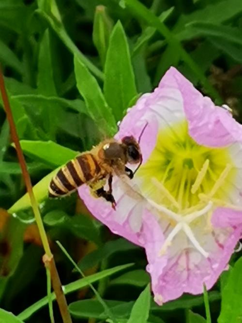 小蜜蜂采花忙