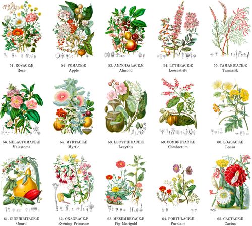 3种花卉植物插画风格推荐为你的花店增添更多自然气息