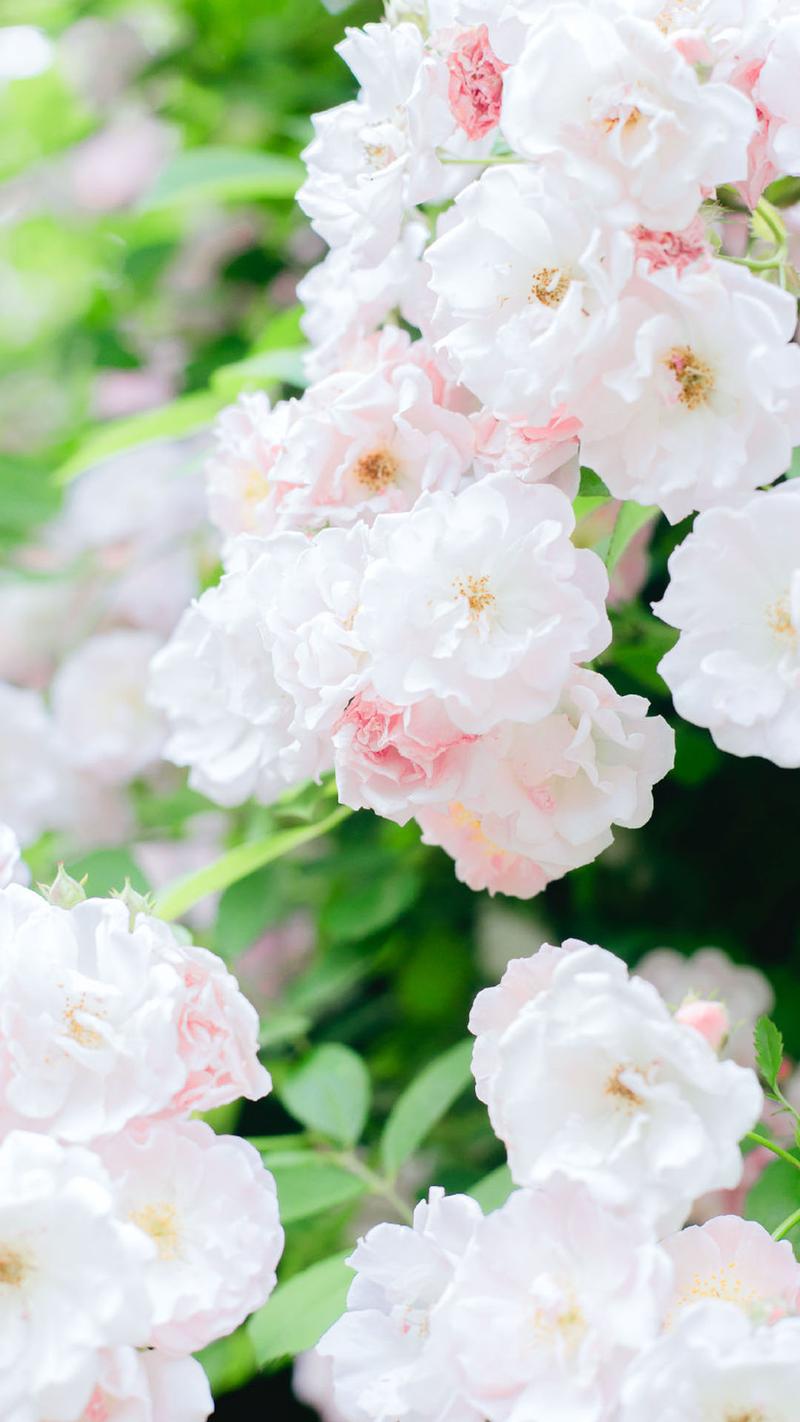 蔷薇花图片高清手机壁纸