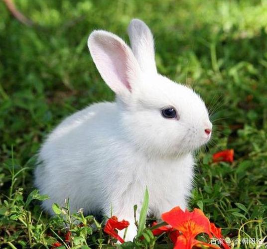 生肖兔揭秘1975年属兔人的婚姻与命运45岁后属于什么命