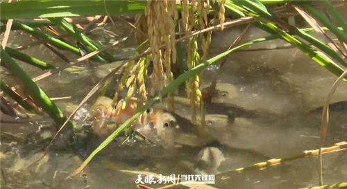 剑河稻花鲤鱼已获国家地理标志登记保护剑河县融媒体中心供图