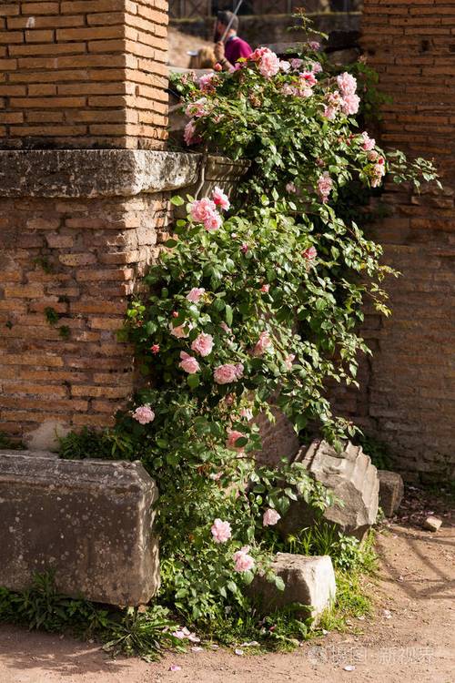 粉红色玫瑰花丛生长在古罗马f的古老砖墙上