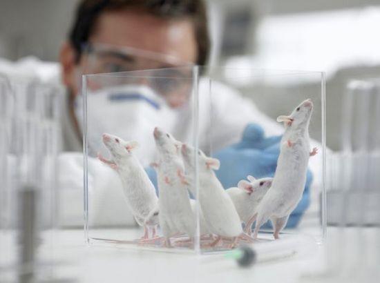 英国计划通过替代等方式减少使用实验动物