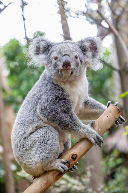 据介绍作为中国大陆第一个得以获批引进澳洲国宝考拉的动物园2006年