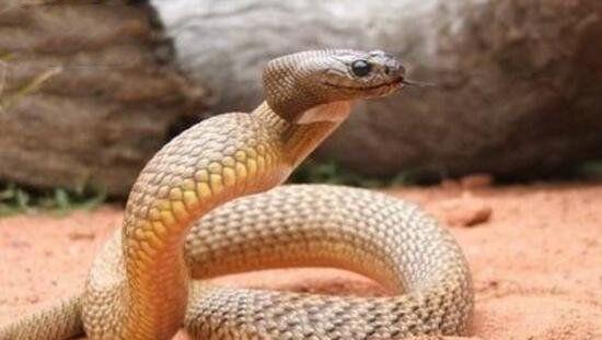 藤蛇的体型细长一般不会超过1米头部较大是少数具有后沟牙的剧毒蛇