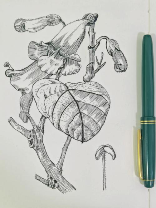 钢笔画白花泡桐植物