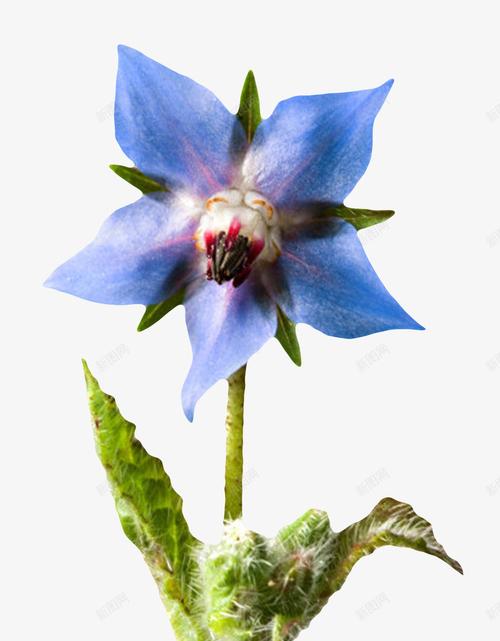 蓝色草本植物带梗的琉璃苣实物