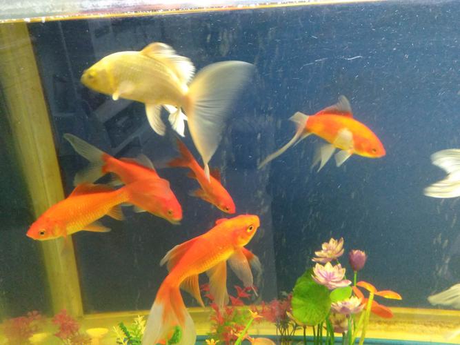 在家里的鱼缸中养一群五颜六色的宠物鱼第一感觉真漂亮给人的感觉太