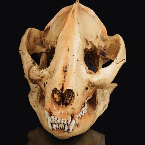 动物骷髅头小熊猫骷颅头动物园头骨模型展示树脂工艺品万圣节道具