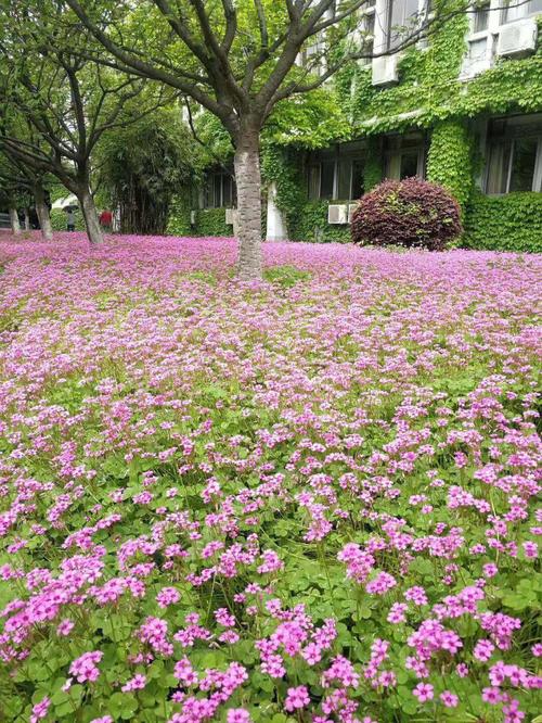 公园中那些常见的开粉紫色花的植物