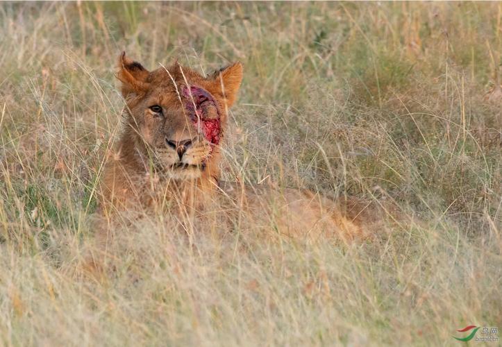 初探南非野生动物镜头中的狮群故事