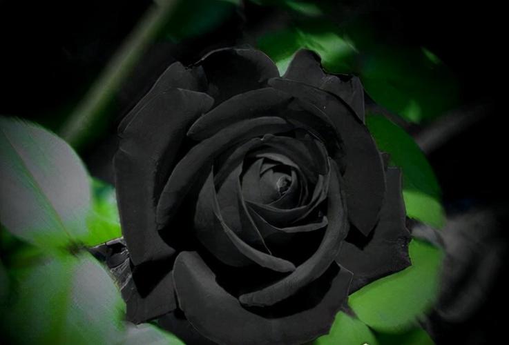 世界上最罕见的花黑色玫瑰