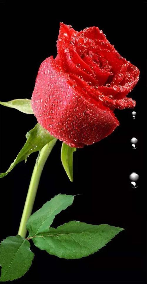 玫瑰花的图片玫瑰花的图片唯美浪漫
