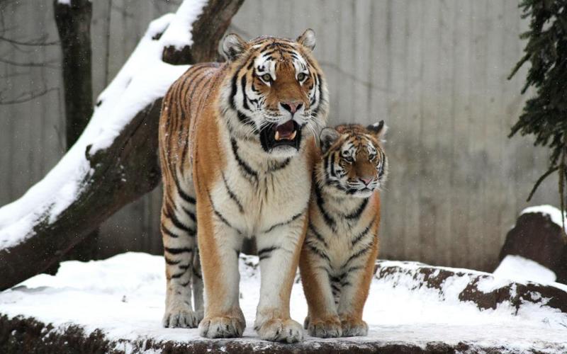 猫老虎雪小猫对虎母老虎阿穆尔家庭幼崽高清图片动物
